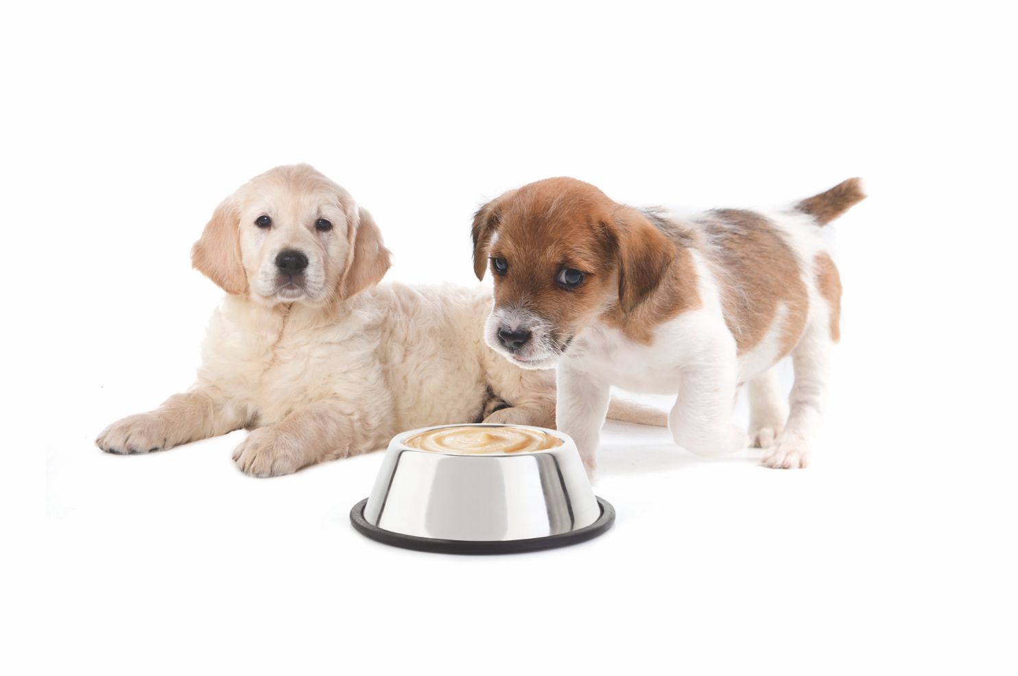 pupstart